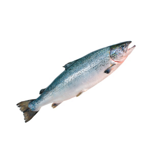 Семга потрошеная с головой свежемороженая Premium Чили 5-6 кг, весовой